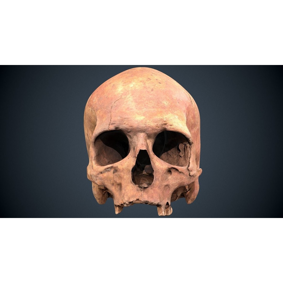 Real Human Skull 3D Model – Low Poly Game Asset, FBX, OBJ - View 6