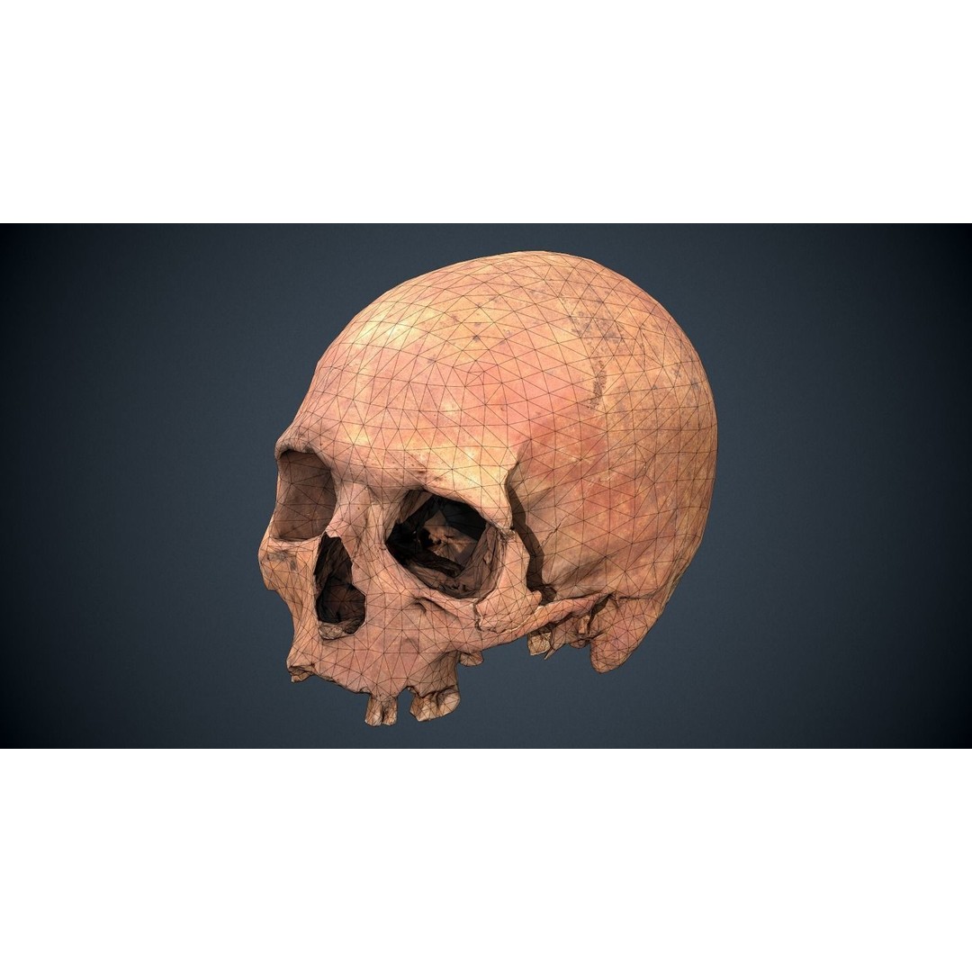 Real Human Skull 3D Model – Low Poly Game Asset, FBX, OBJ - View 8