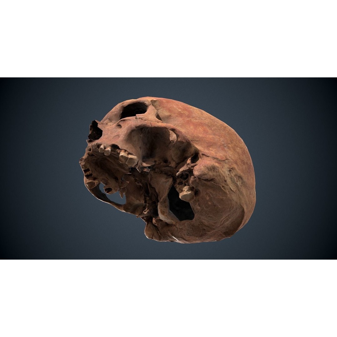 Real Human Skull 3D Model – Low Poly Game Asset, FBX, OBJ - View 9