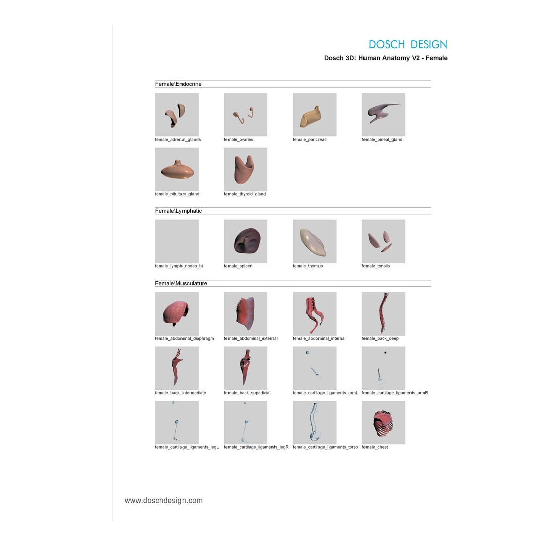 Human Anatomy V2 3D Model – Anatomically Correct PBR Character for Medical Use - View 10