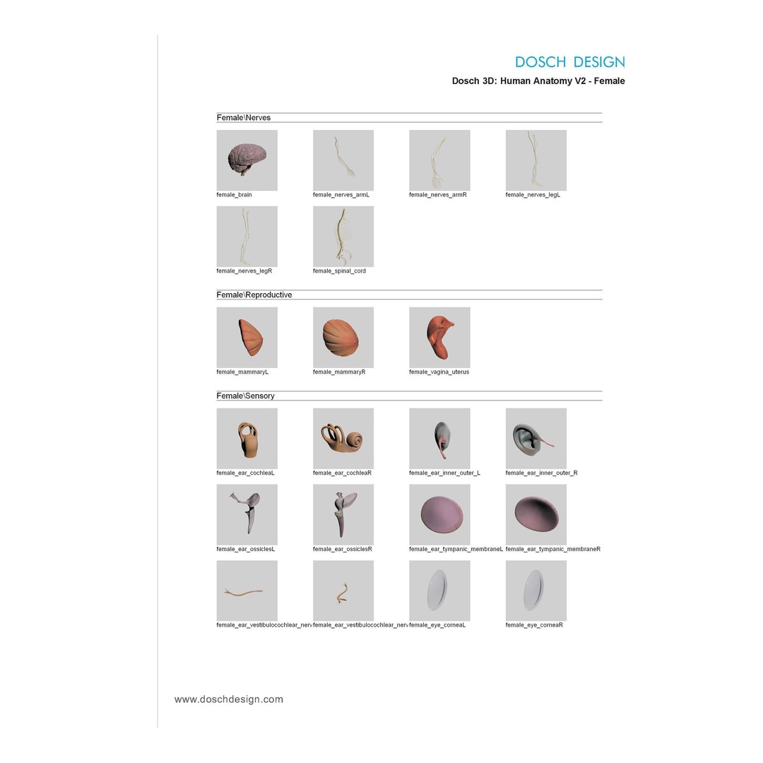 Human Anatomy V2 3D Model – Anatomically Correct PBR Character for Medical Use - View 12