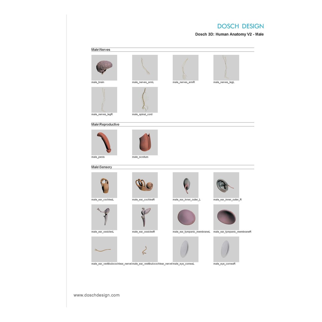 Human Anatomy V2 3D Model – Anatomically Correct PBR Character for Medical Use - View 17