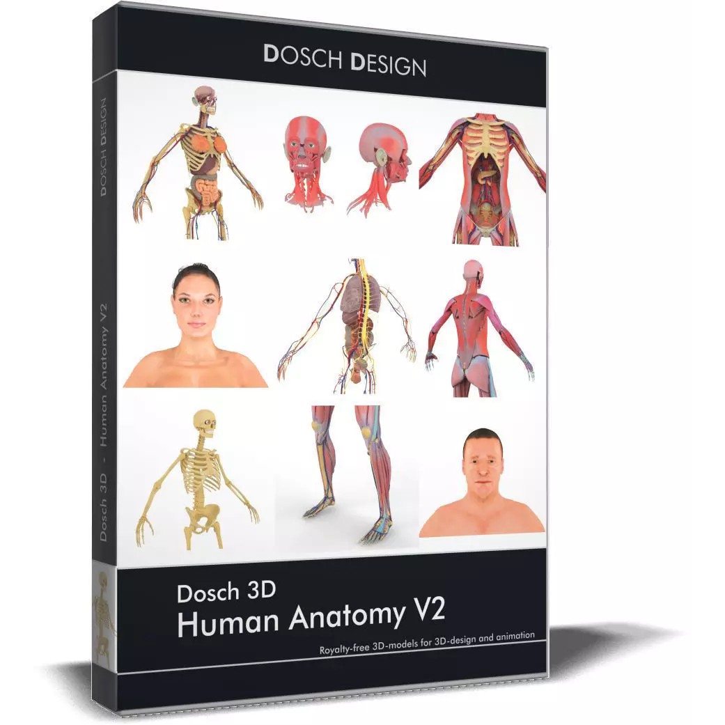 Human Anatomy V2 3D Model – Anatomically Correct PBR Character for Medical Use - View 2