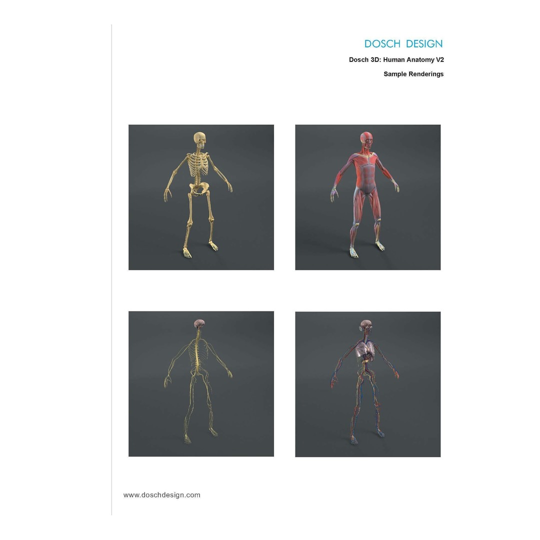 Human Anatomy V2 3D Model – Anatomically Correct PBR Character for Medical Use - View 6