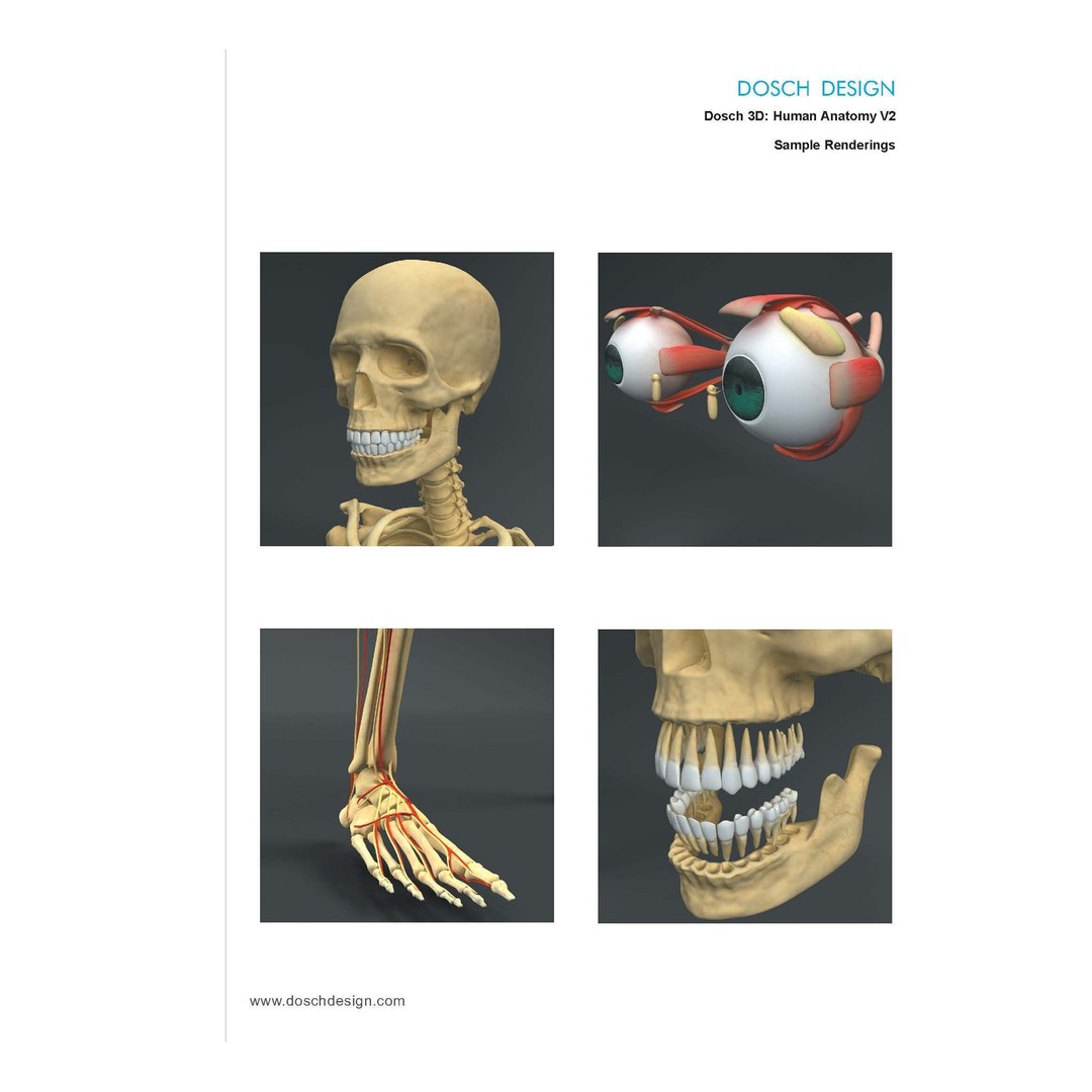 Human Anatomy V2 3D Model – Anatomically Correct PBR Character for Medical Use - View 7