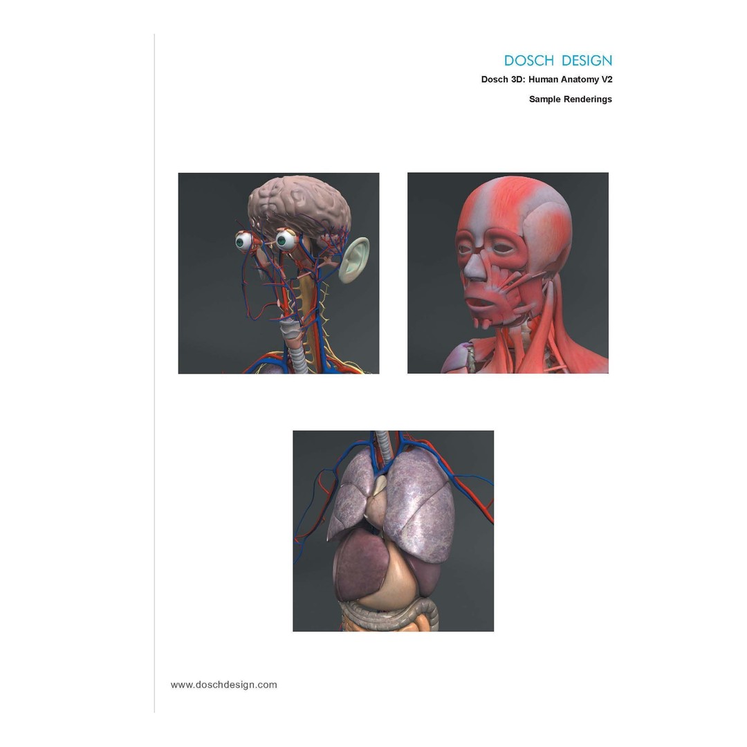 Human Anatomy V2 3D Model – Anatomically Correct PBR Character for Medical Use - View 8
