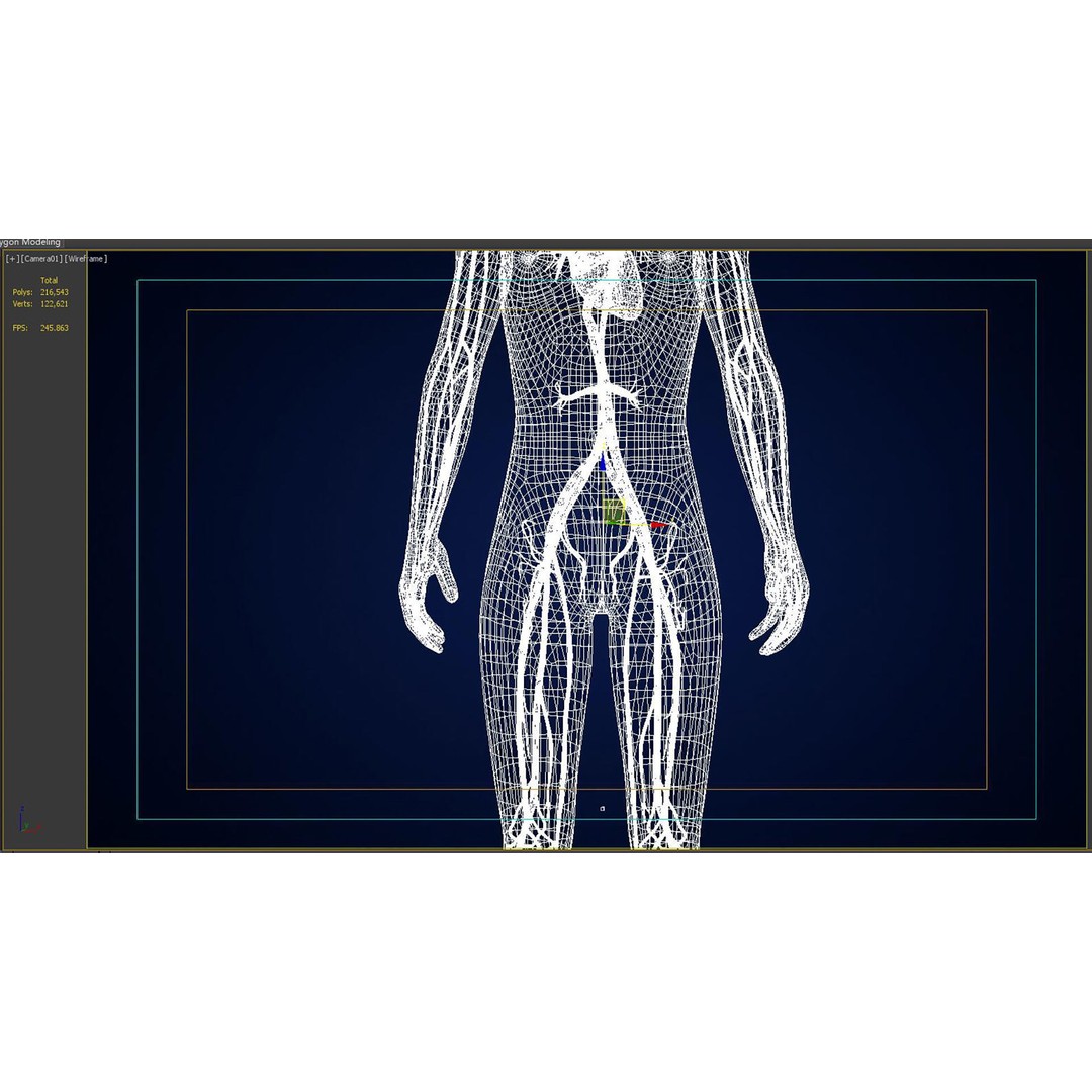 Human Body 3D Model – Anatomical Skeleton with Nervous System, FBX, OBJ