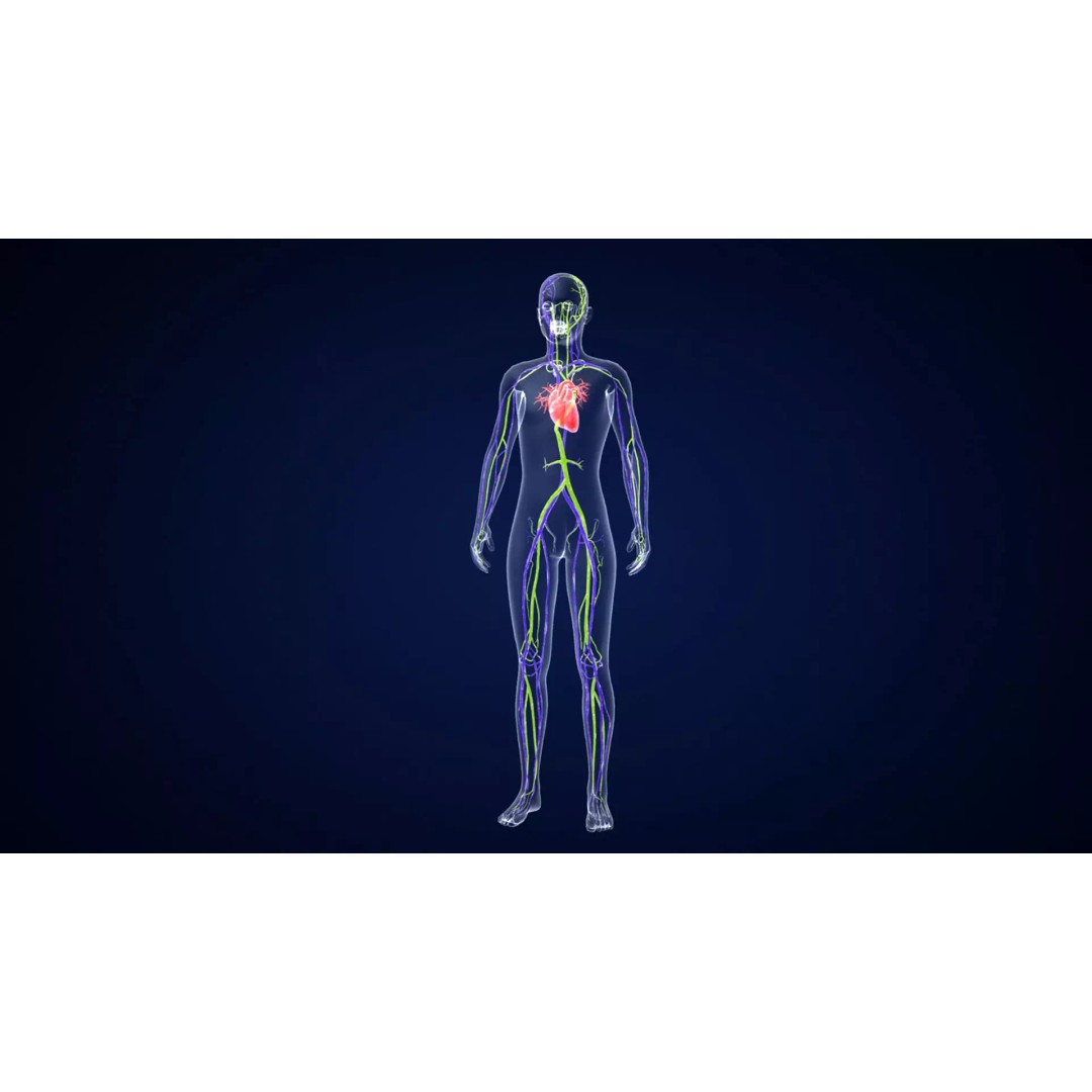 Human Body 3D Model – Anatomical Skeleton with Nervous System, FBX, OBJ - View 2