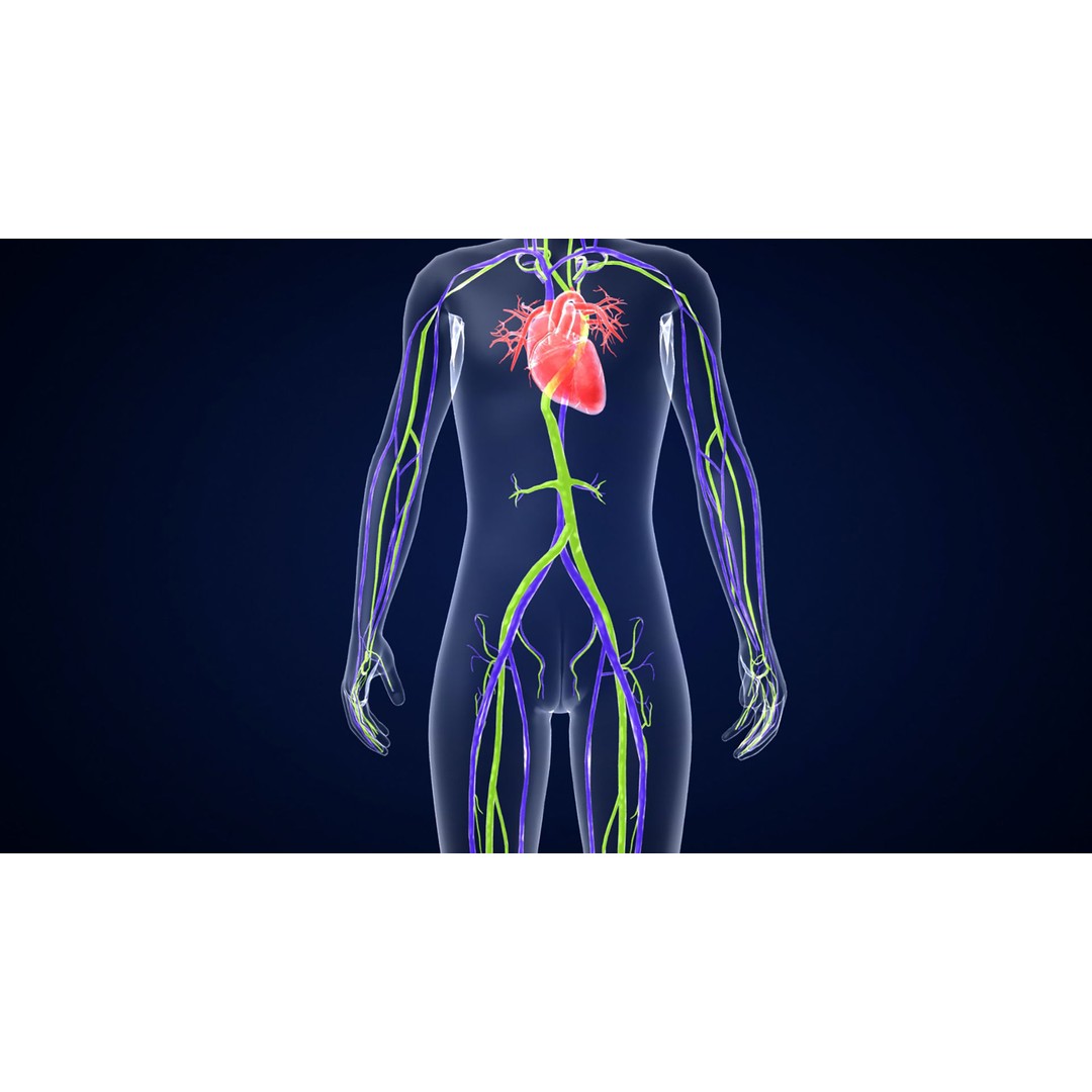 Human Body 3D Model – Anatomical Skeleton with Nervous System, FBX, OBJ - View 3