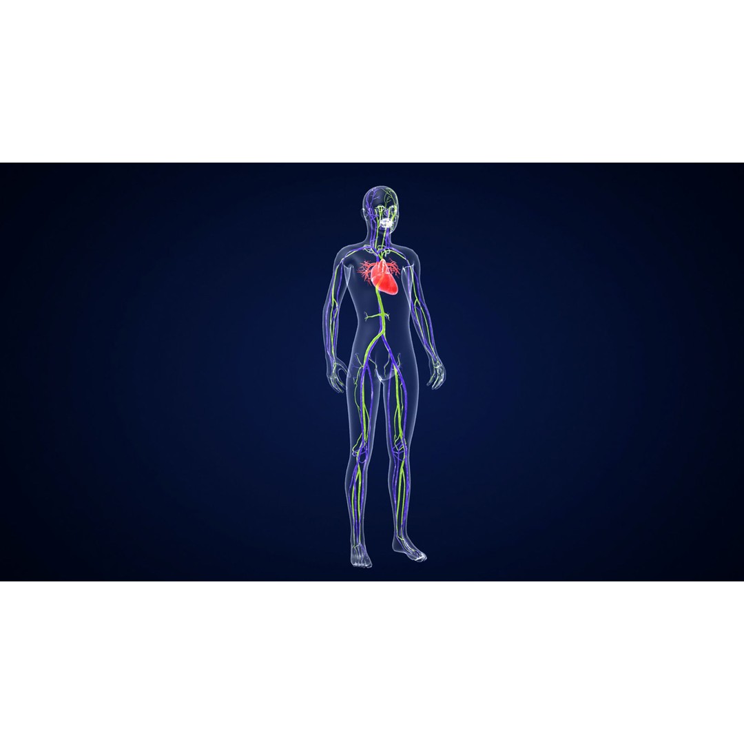 Human Body 3D Model – Anatomical Skeleton with Nervous System, FBX, OBJ - View 4