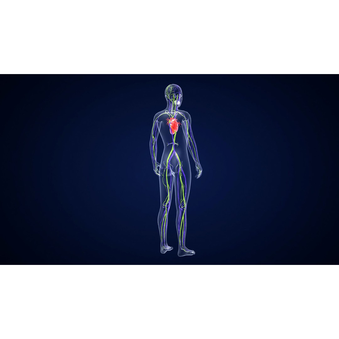 Human Body 3D Model – Anatomical Skeleton with Nervous System, FBX, OBJ - View 5