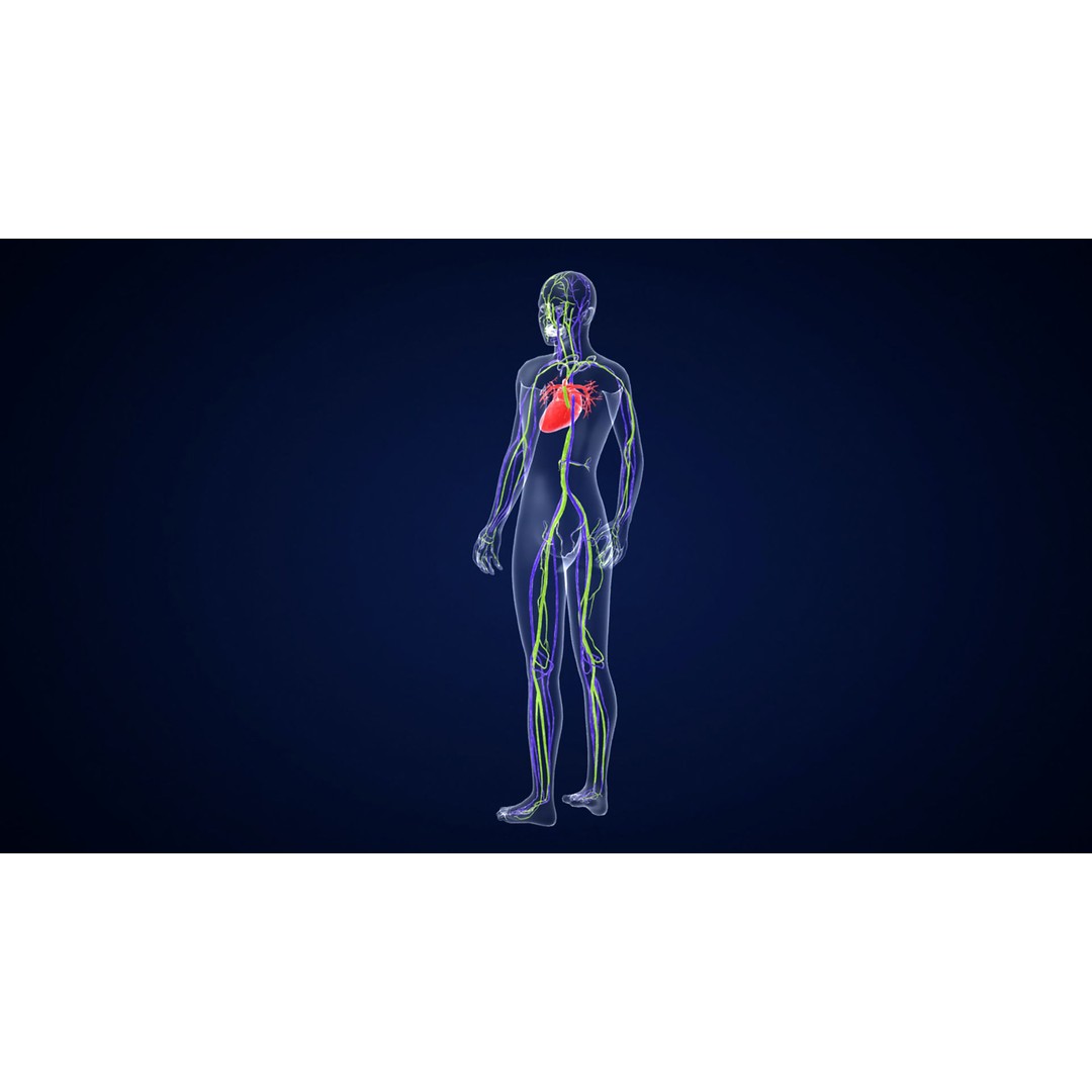 Human Body 3D Model – Anatomical Skeleton with Nervous System, FBX, OBJ - View 6