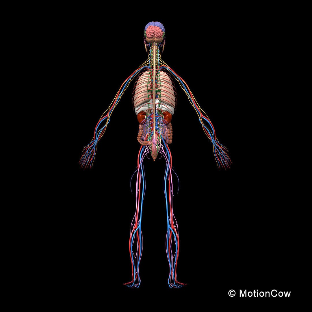 Human Skeleton Anatomy 3D Model – Detailed Nervous System, PBR, Game Ready - View 10