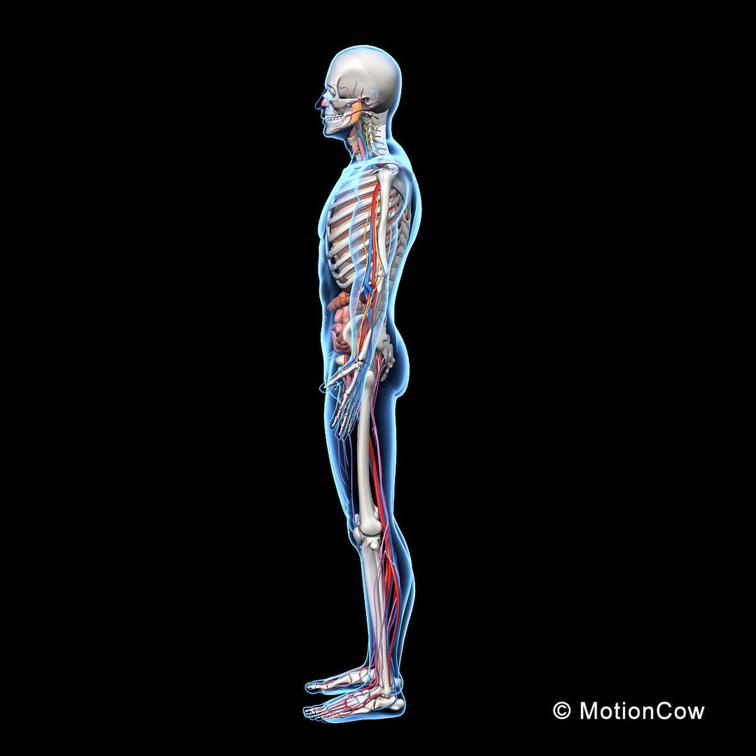 Human Skeleton Anatomy 3D Model – Detailed Nervous System, PBR, Game Ready - View 11
