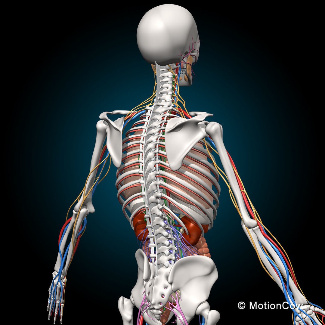 Human Skeleton Anatomy 3D Model – Detailed Nervous System, PBR, Game Ready - View 15