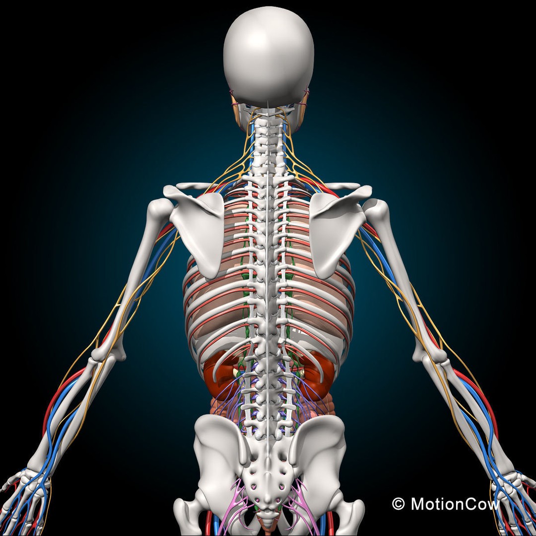 Human Skeleton Anatomy 3D Model – Detailed Nervous System, PBR, Game Ready - View 16