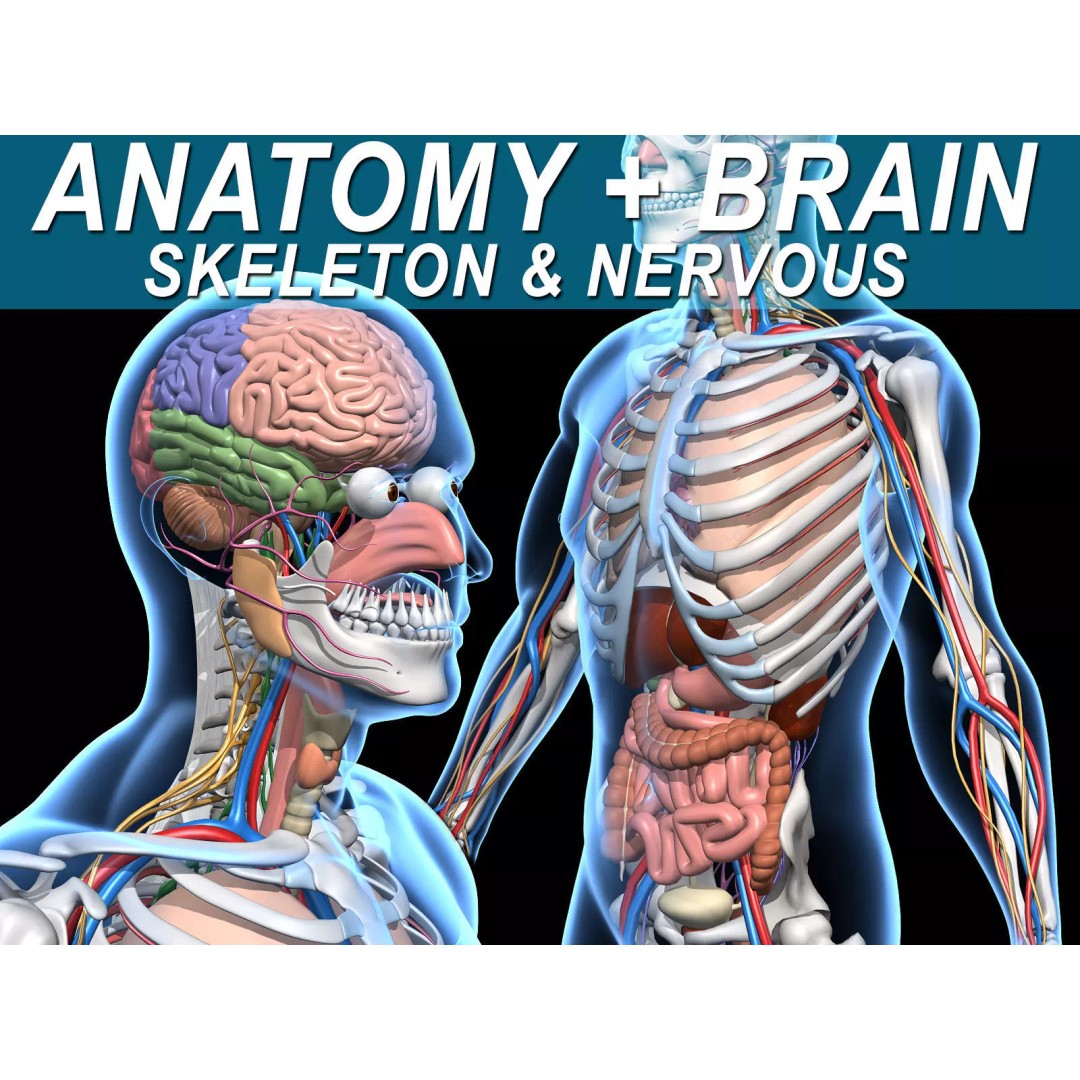 Human Skeleton Anatomy 3D Model – Detailed Nervous System, PBR, Game Ready - View 2