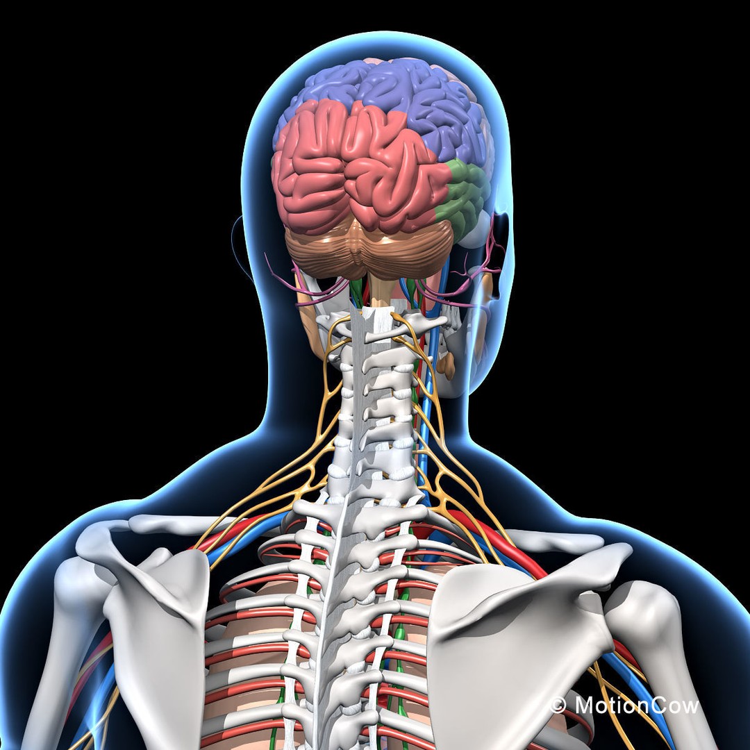 Human Skeleton Anatomy 3D Model – Detailed Nervous System, PBR, Game Ready - View 20