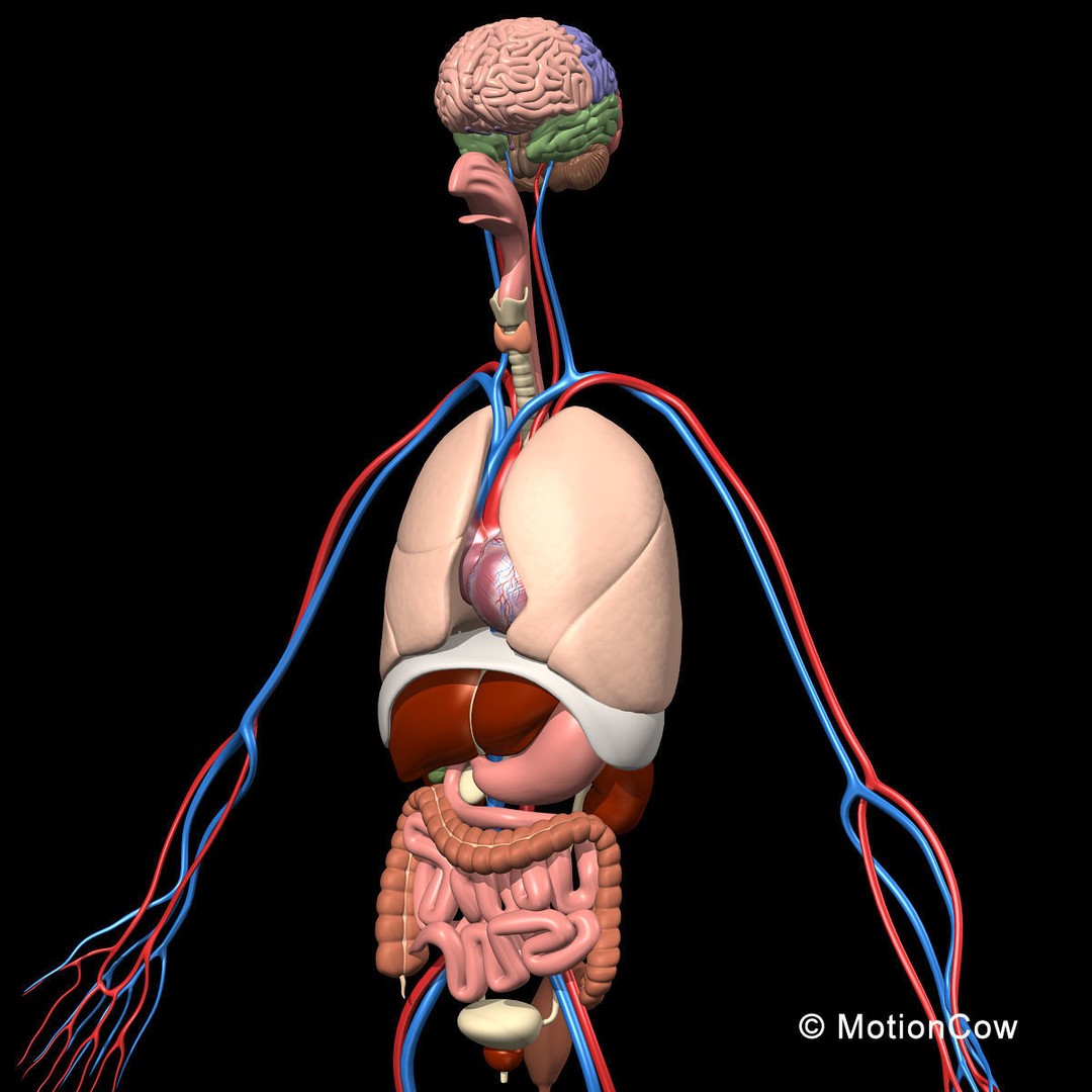 Human Skeleton Anatomy 3D Model – Detailed Nervous System, PBR, Game Ready - View 22