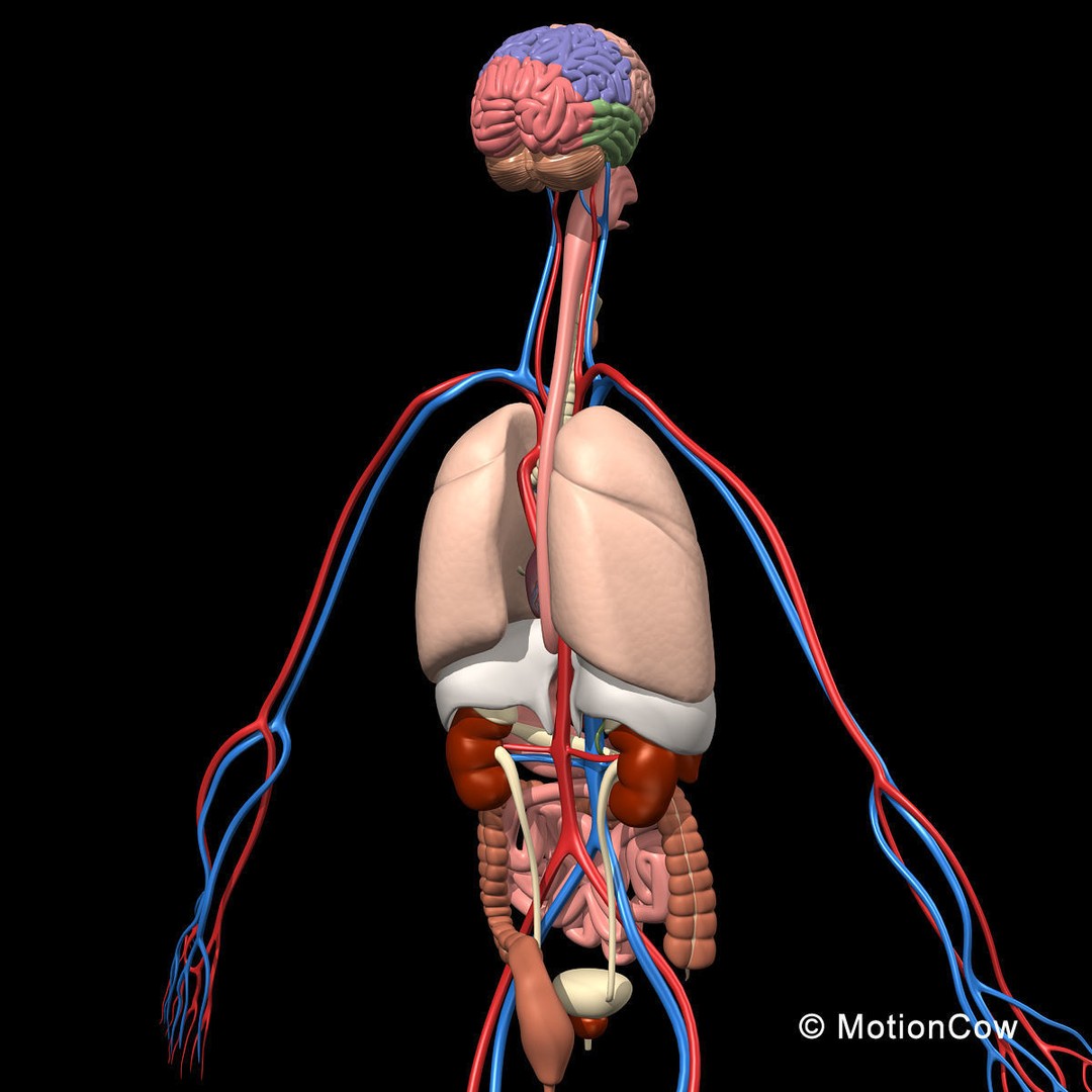 Human Skeleton Anatomy 3D Model – Detailed Nervous System, PBR, Game Ready - View 23