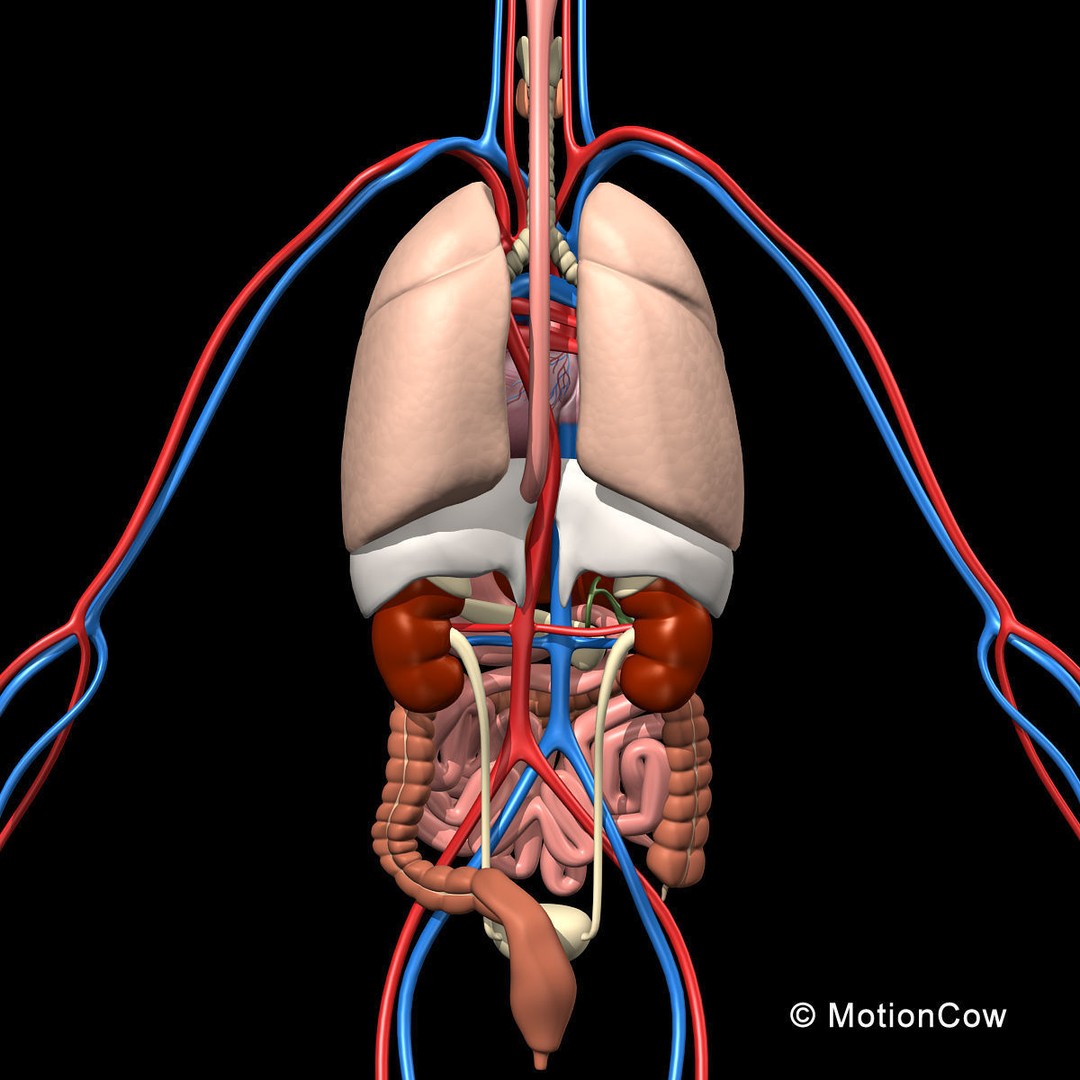 Human Skeleton Anatomy 3D Model – Detailed Nervous System, PBR, Game Ready - View 25