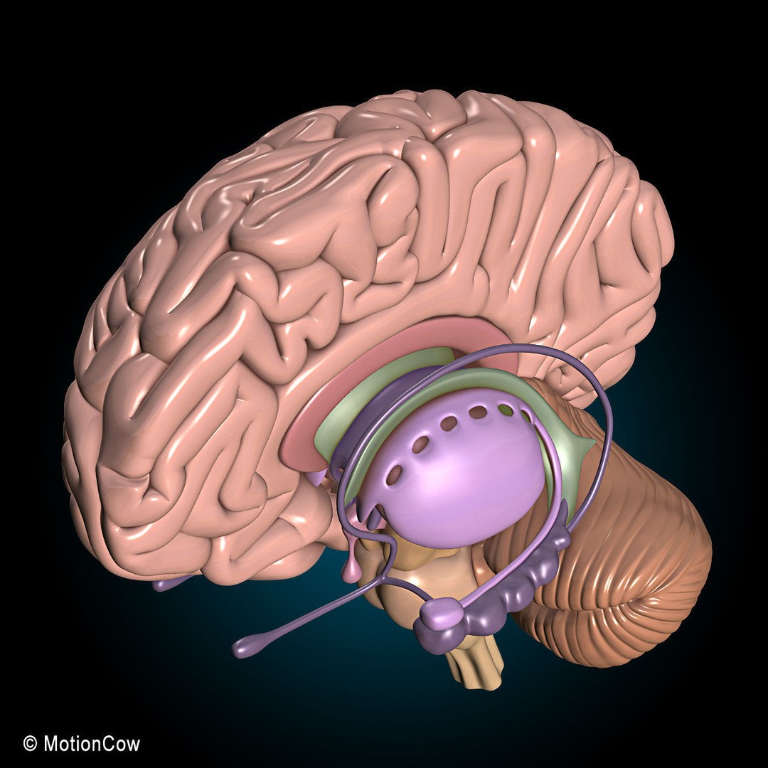 Human Skeleton Anatomy 3D Model – Detailed Nervous System, PBR, Game Ready - View 29