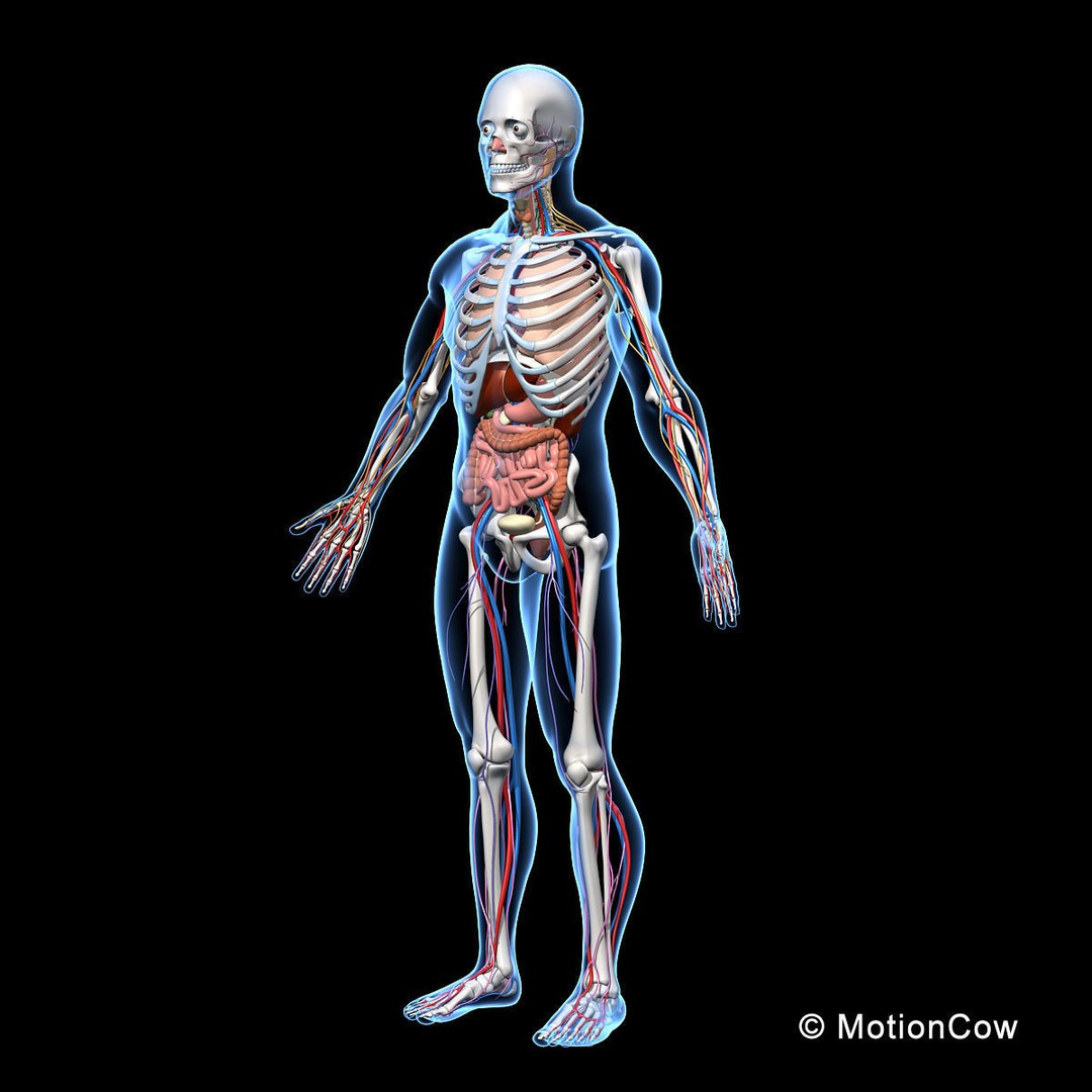Human Skeleton Anatomy 3D Model – Detailed Nervous System, PBR, Game Ready - View 3