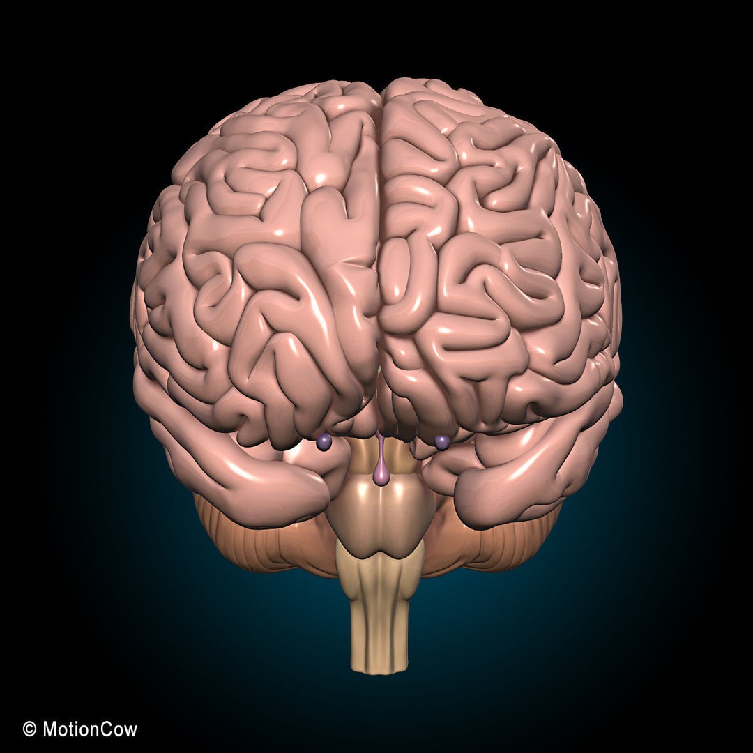Human Skeleton Anatomy 3D Model – Detailed Nervous System, PBR, Game Ready - View 31