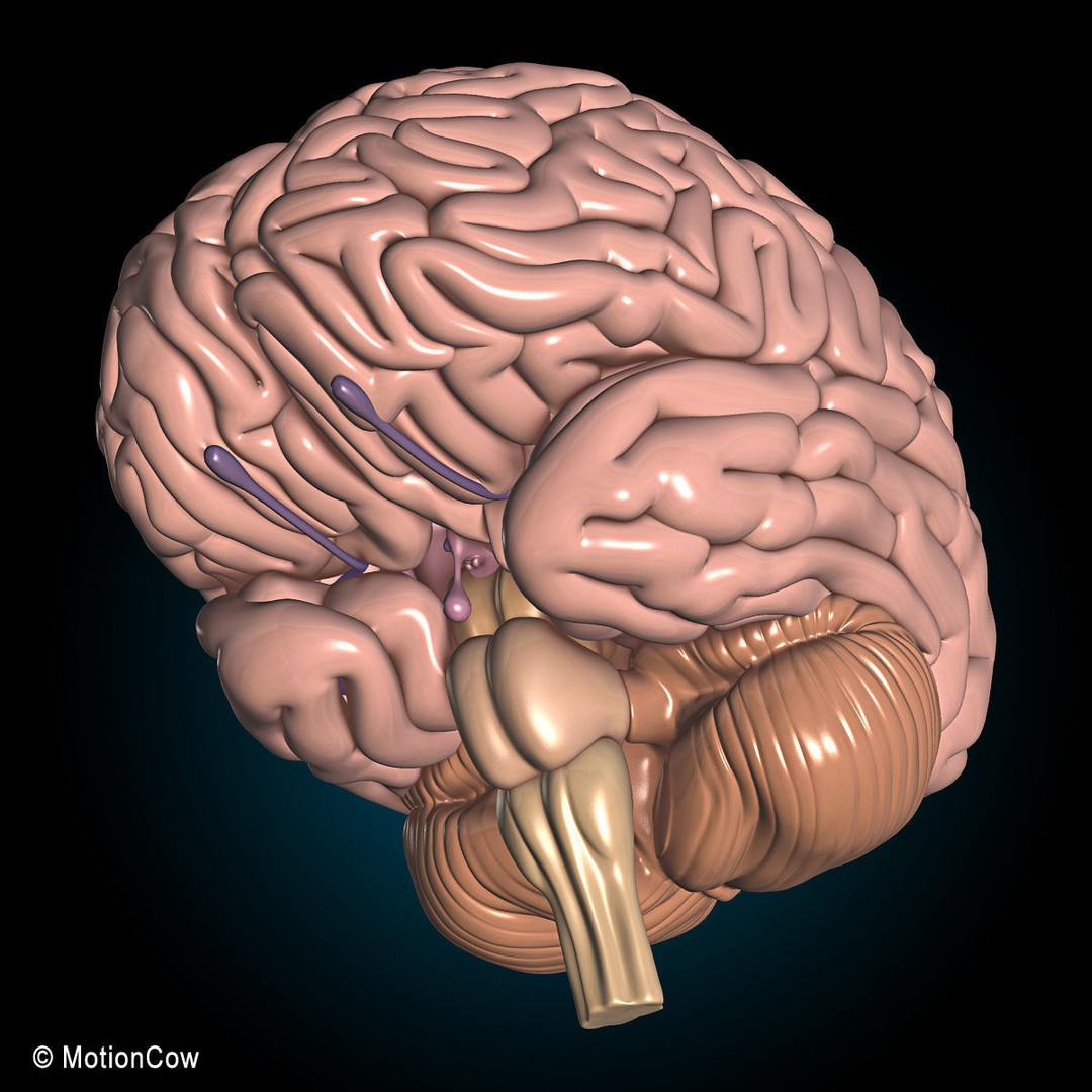Human Skeleton Anatomy 3D Model – Detailed Nervous System, PBR, Game Ready - View 32
