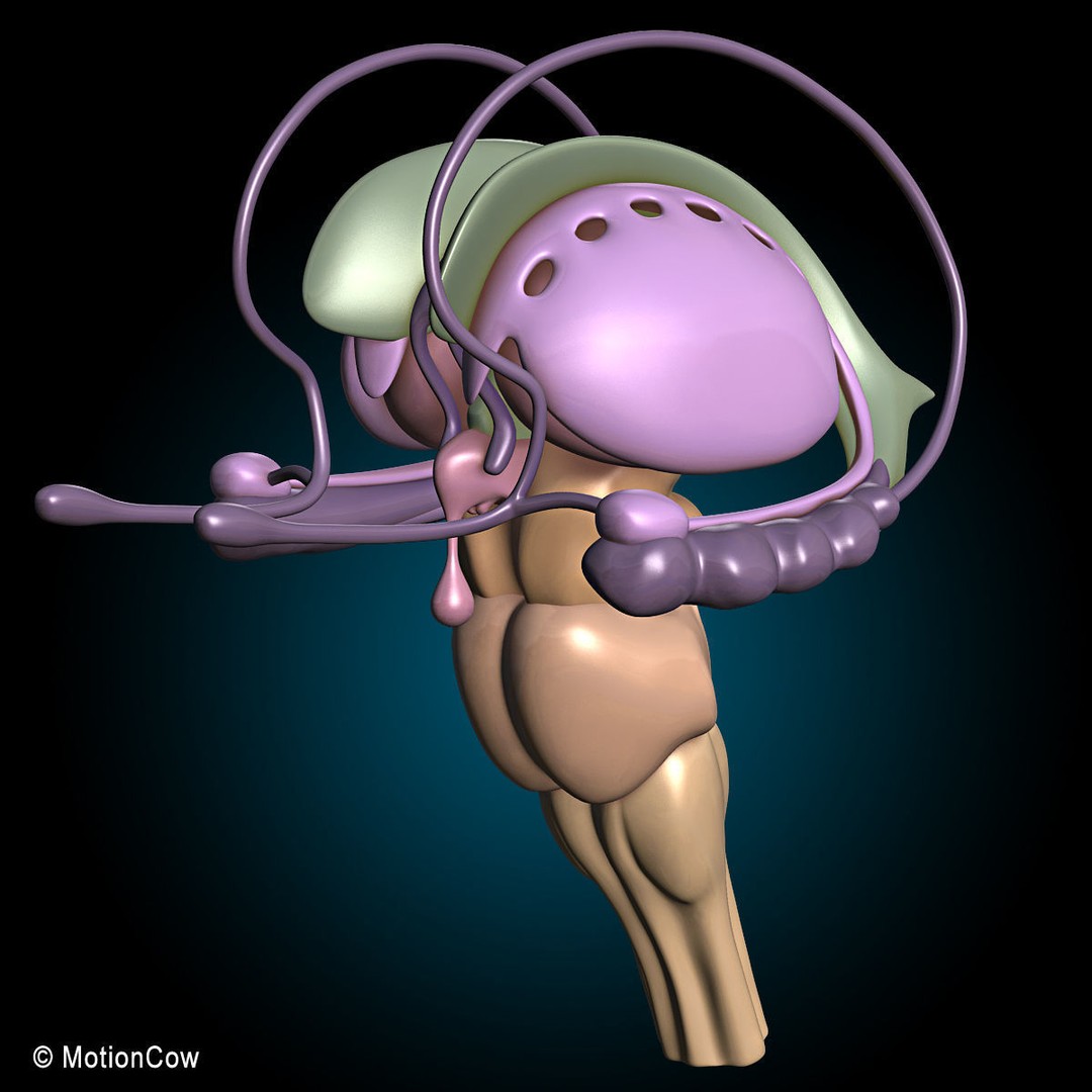 Human Skeleton Anatomy 3D Model – Detailed Nervous System, PBR, Game Ready - View 33