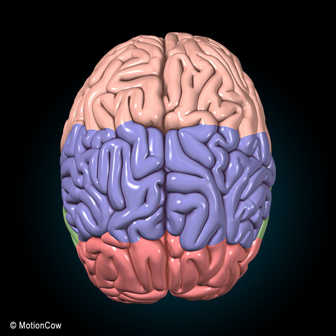 Human Skeleton Anatomy 3D Model – Detailed Nervous System, PBR, Game Ready - View 38