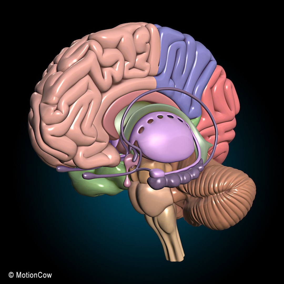 Human Skeleton Anatomy 3D Model – Detailed Nervous System, PBR, Game Ready - View 39
