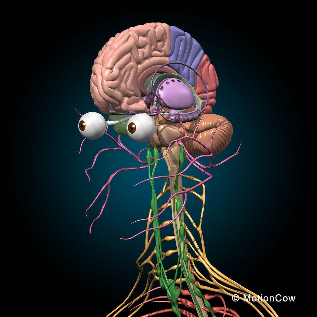 Human Skeleton Anatomy 3D Model – Detailed Nervous System, PBR, Game Ready - View 41