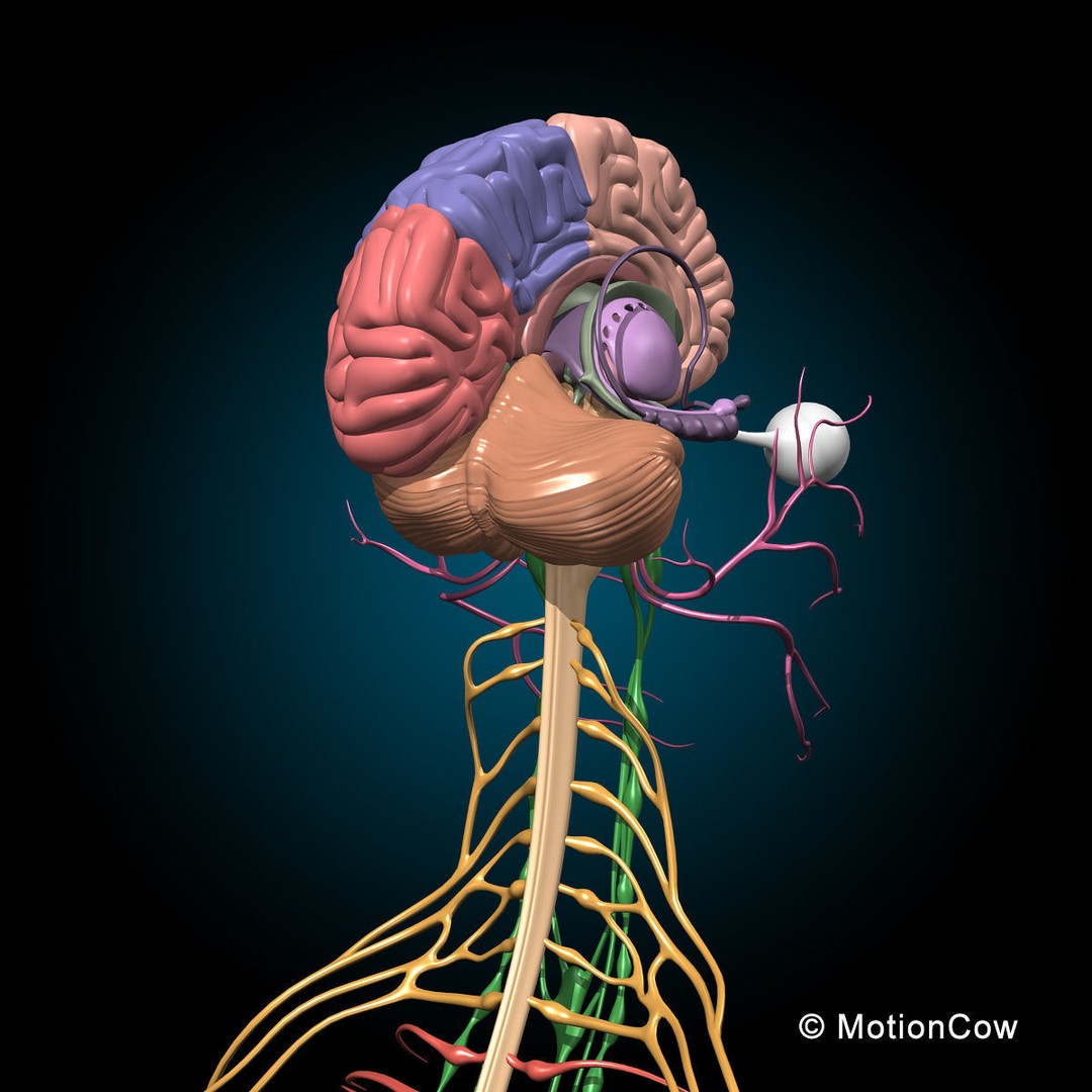 Human Skeleton Anatomy 3D Model – Detailed Nervous System, PBR, Game Ready - View 42