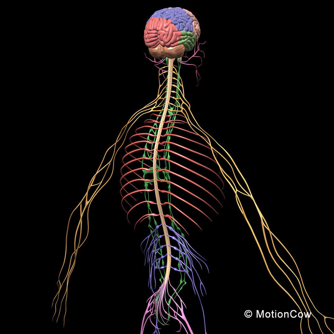 Human Skeleton Anatomy 3D Model – Detailed Nervous System, PBR, Game Ready - View 44