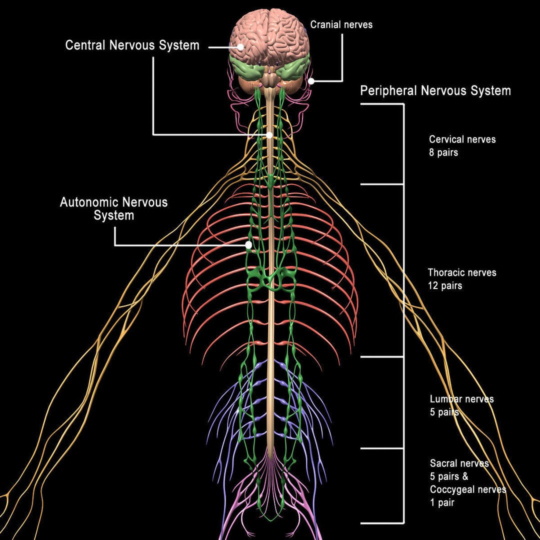 Human Skeleton Anatomy 3D Model – Detailed Nervous System, PBR, Game Ready - View 45