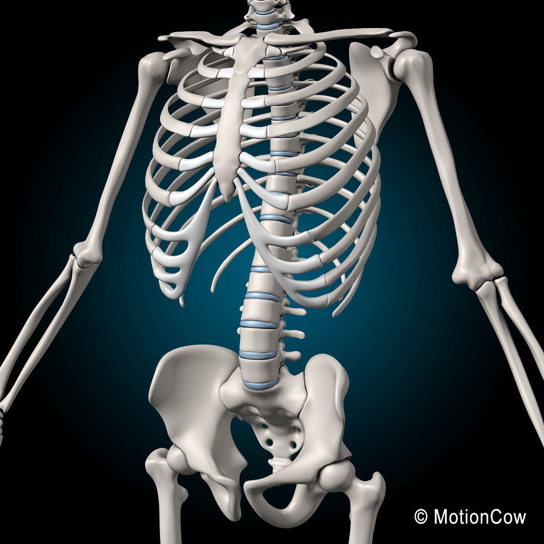 Human Skeleton Anatomy 3D Model – Detailed Nervous System, PBR, Game Ready - View 46
