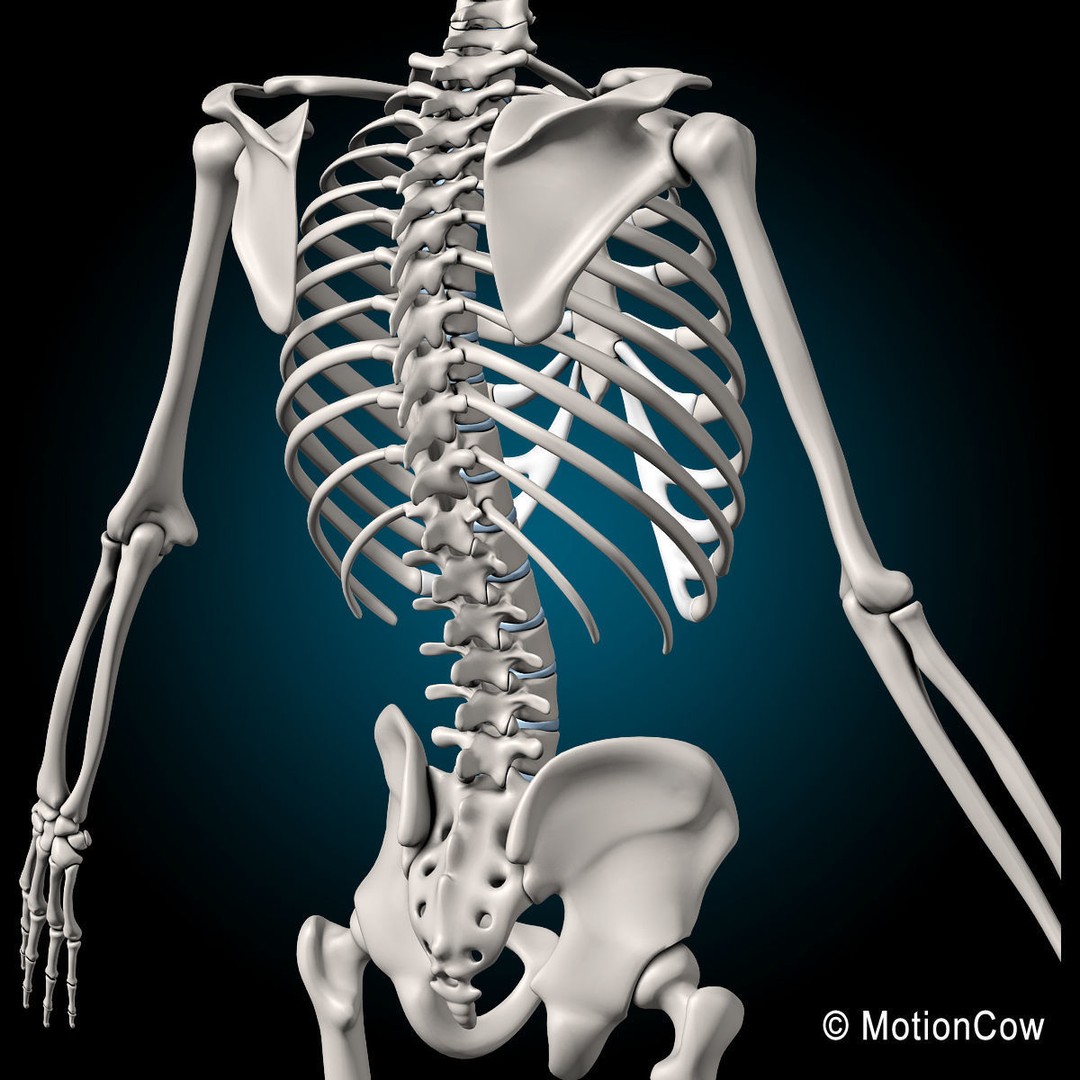 Human Skeleton Anatomy 3D Model – Detailed Nervous System, PBR, Game Ready - View 47