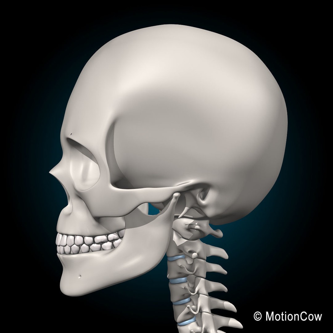Human Skeleton Anatomy 3D Model – Detailed Nervous System, PBR, Game Ready - View 49