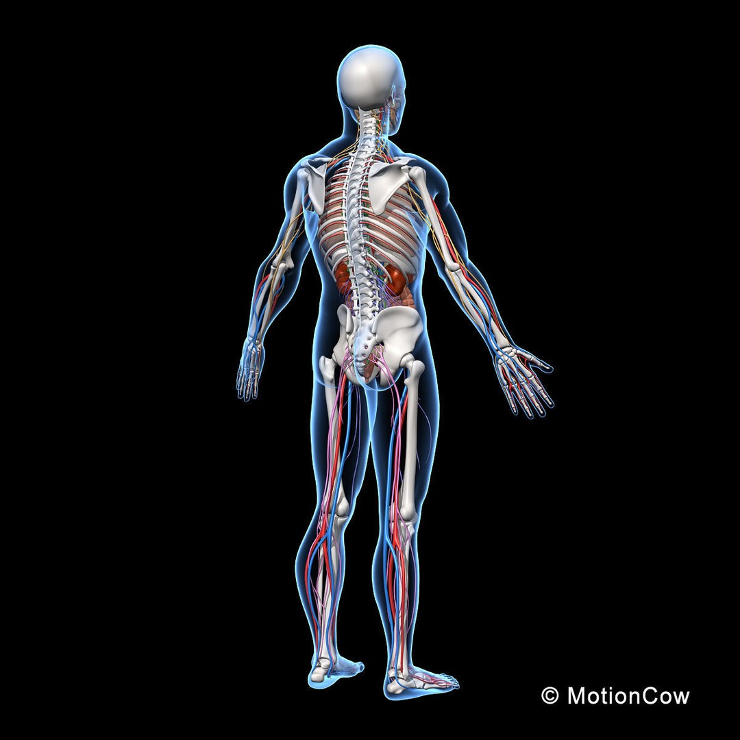 Human Skeleton Anatomy 3D Model – Detailed Nervous System, PBR, Game Ready - View 5