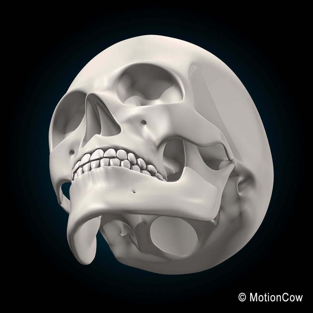 Human Skeleton Anatomy 3D Model – Detailed Nervous System, PBR, Game Ready - View 50