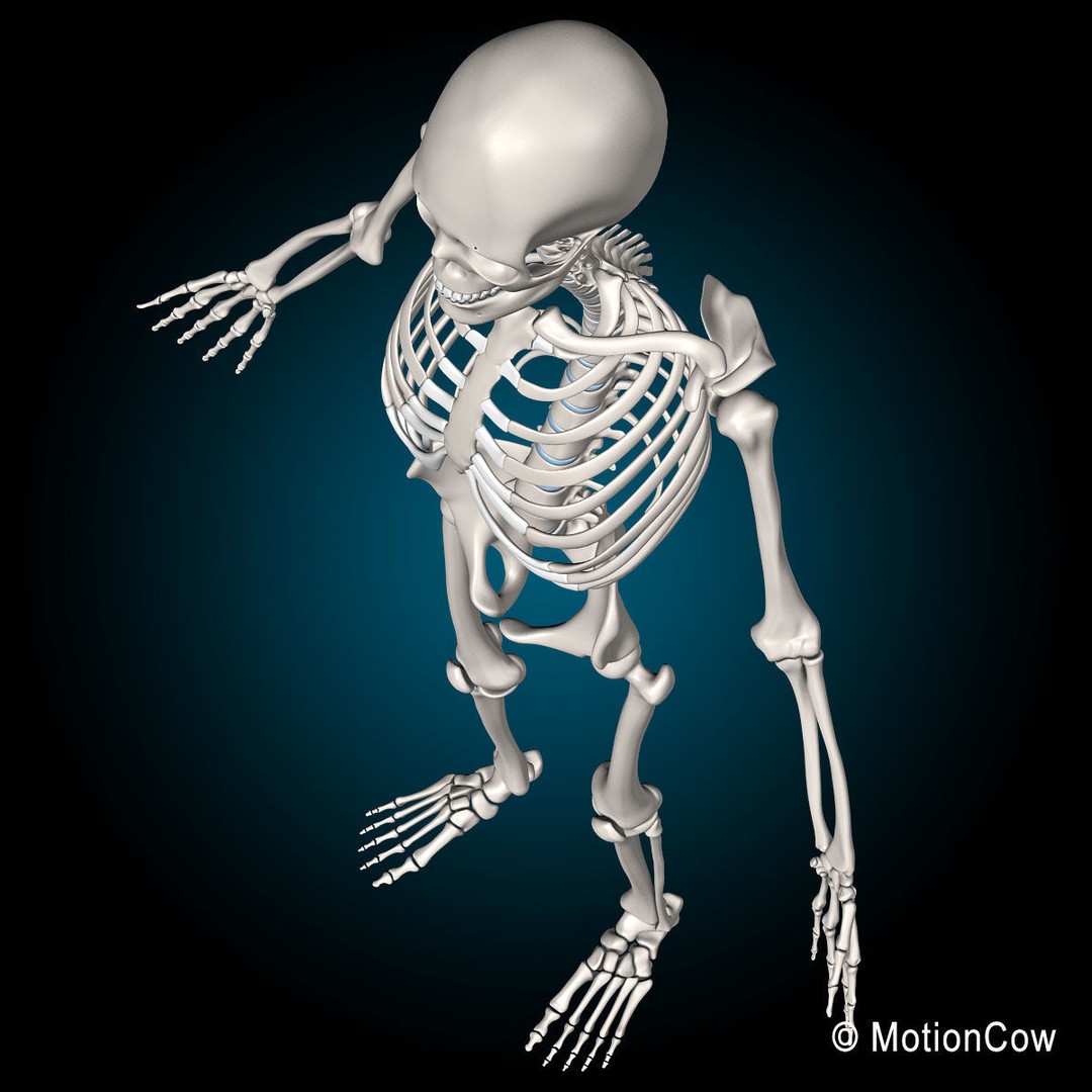 Human Skeleton Anatomy 3D Model – Detailed Nervous System, PBR, Game Ready - View 51