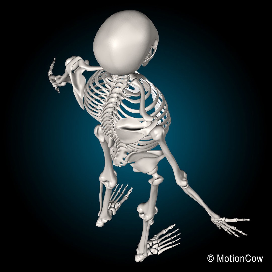 Human Skeleton Anatomy 3D Model – Detailed Nervous System, PBR, Game Ready - View 52