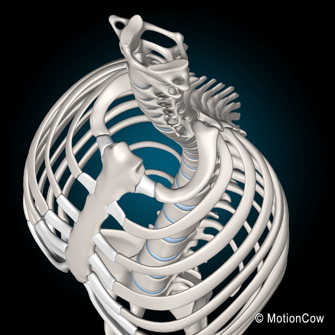 Human Skeleton Anatomy 3D Model – Detailed Nervous System, PBR, Game Ready - View 53