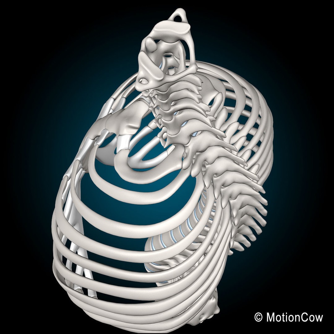 Human Skeleton Anatomy 3D Model – Detailed Nervous System, PBR, Game Ready - View 54
