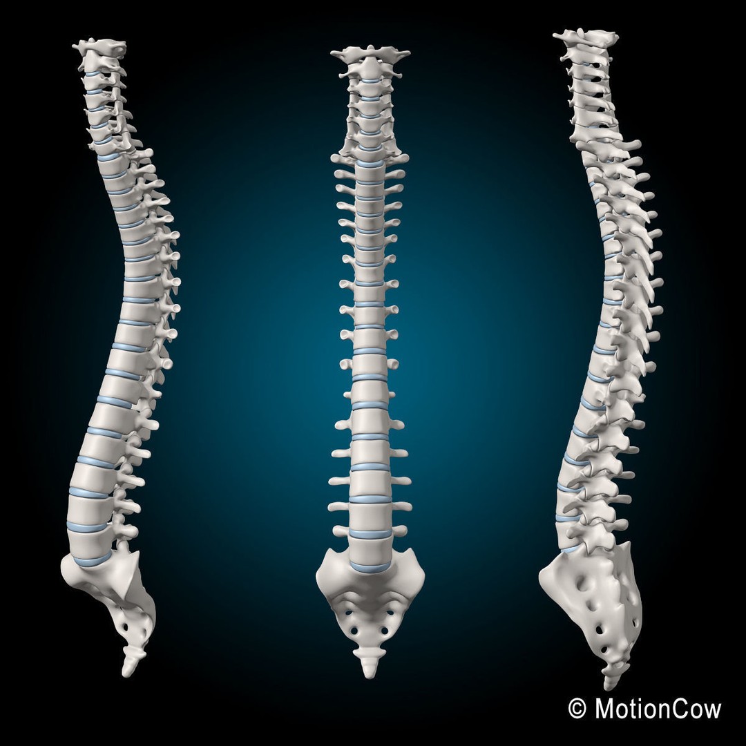 Human Skeleton Anatomy 3D Model – Detailed Nervous System, PBR, Game Ready - View 56