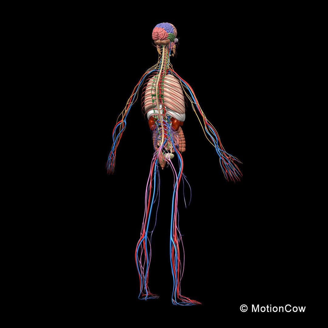 Human Skeleton Anatomy 3D Model – Detailed Nervous System, PBR, Game Ready - View 6