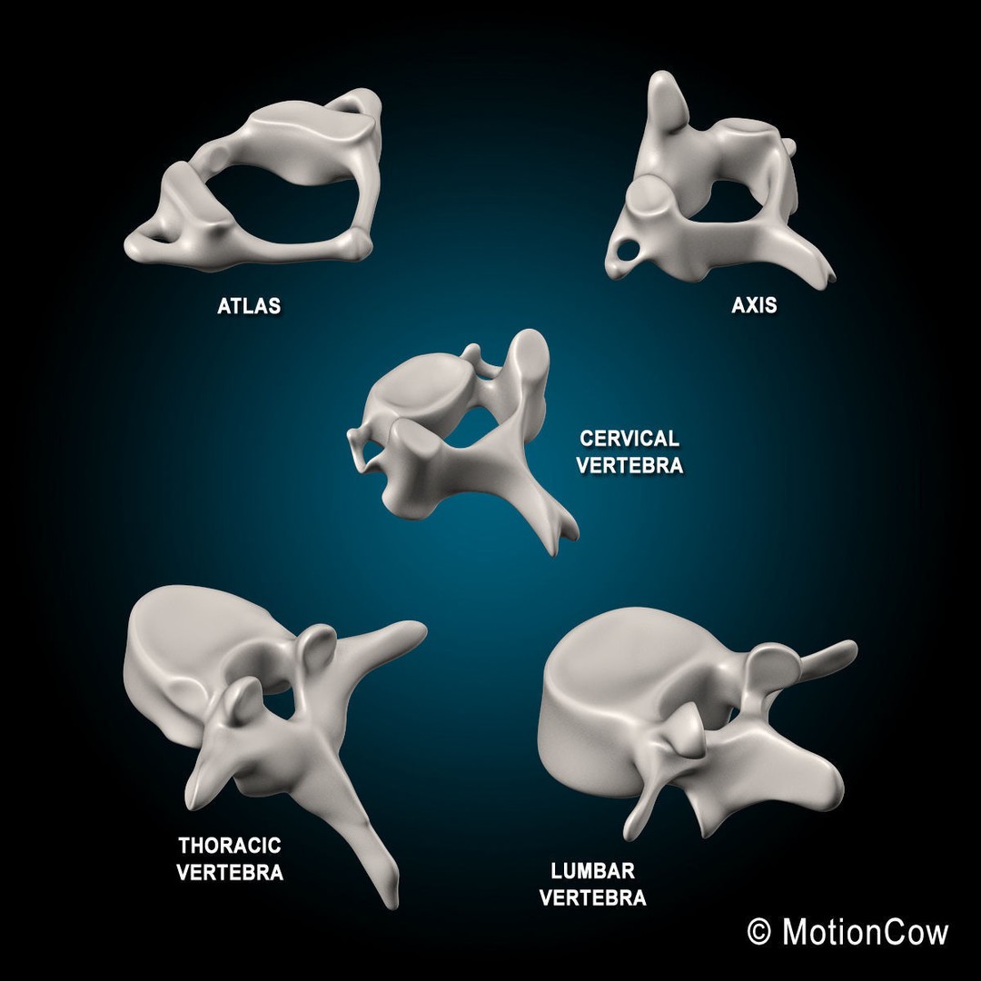 Human Skeleton Anatomy 3D Model – Detailed Nervous System, PBR, Game Ready - View 62