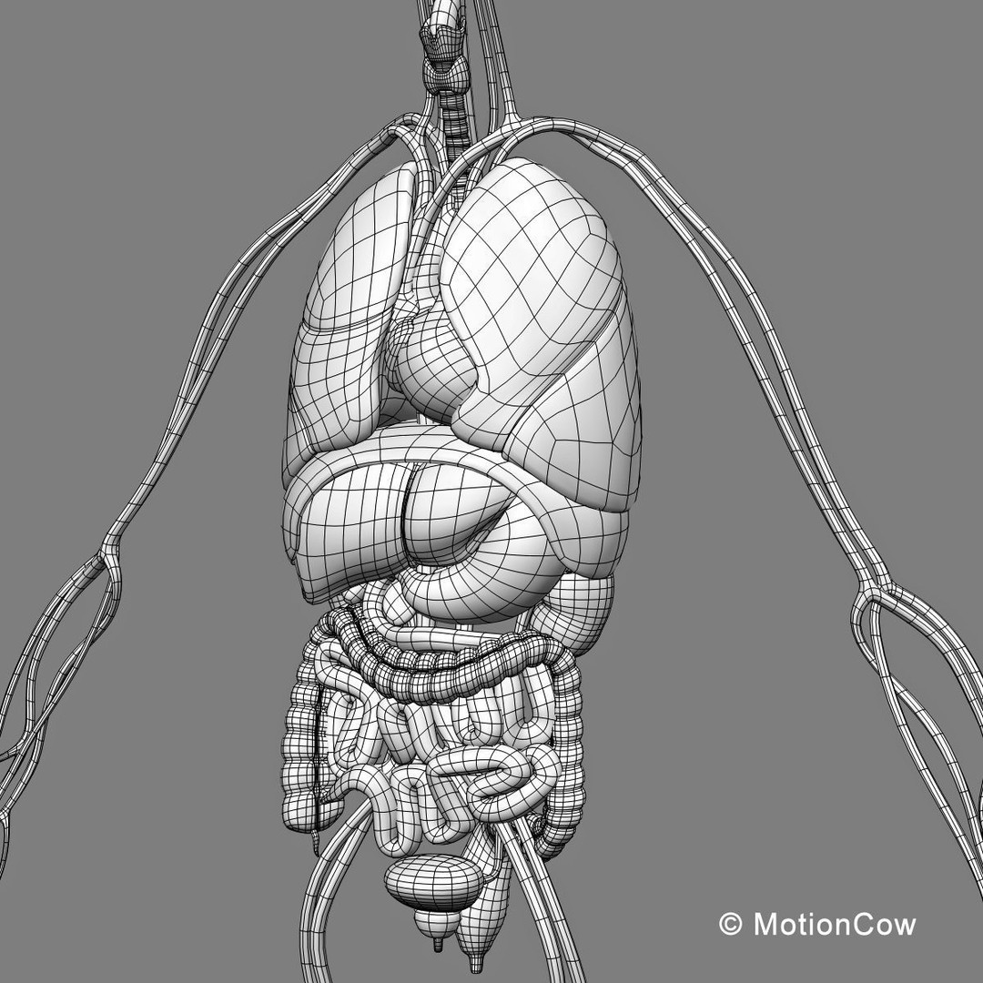 Human Skeleton Anatomy 3D Model – Detailed Nervous System, PBR, Game Ready - View 64