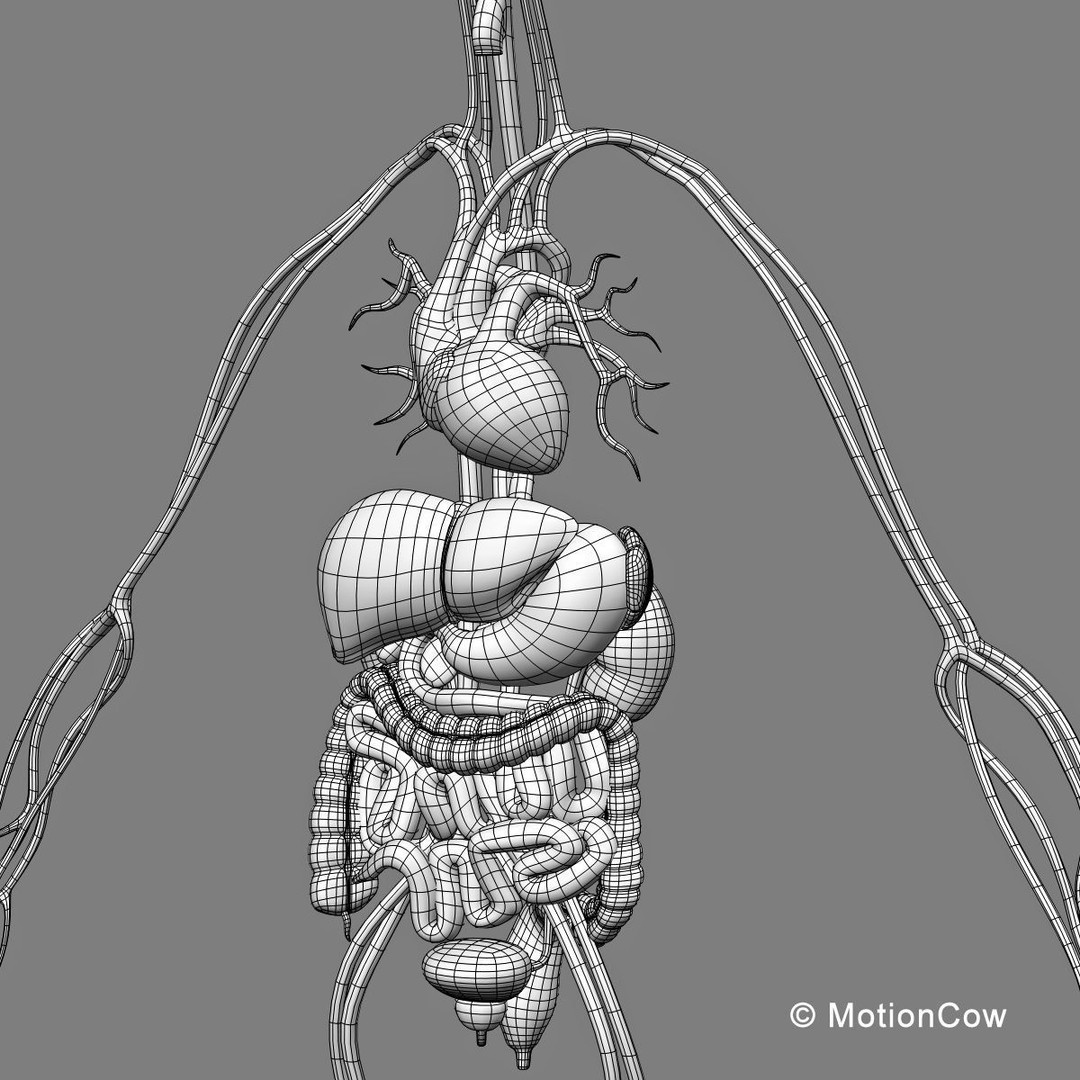Human Skeleton Anatomy 3D Model – Detailed Nervous System, PBR, Game Ready - View 65
